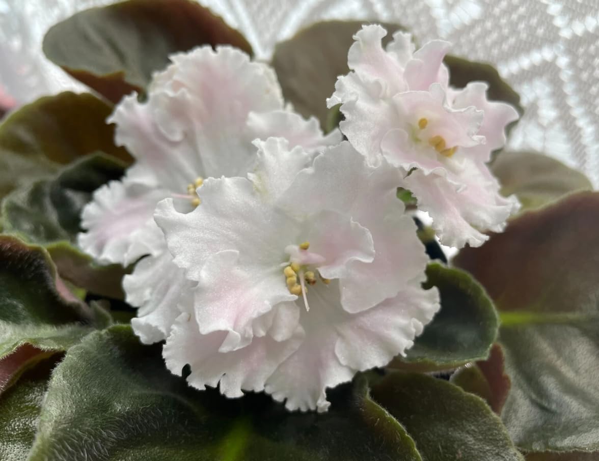 White African Violets Live Plants, Random White Flowers, Indoor Flower Plant, Blooms All Year Round 4 Inch Pot