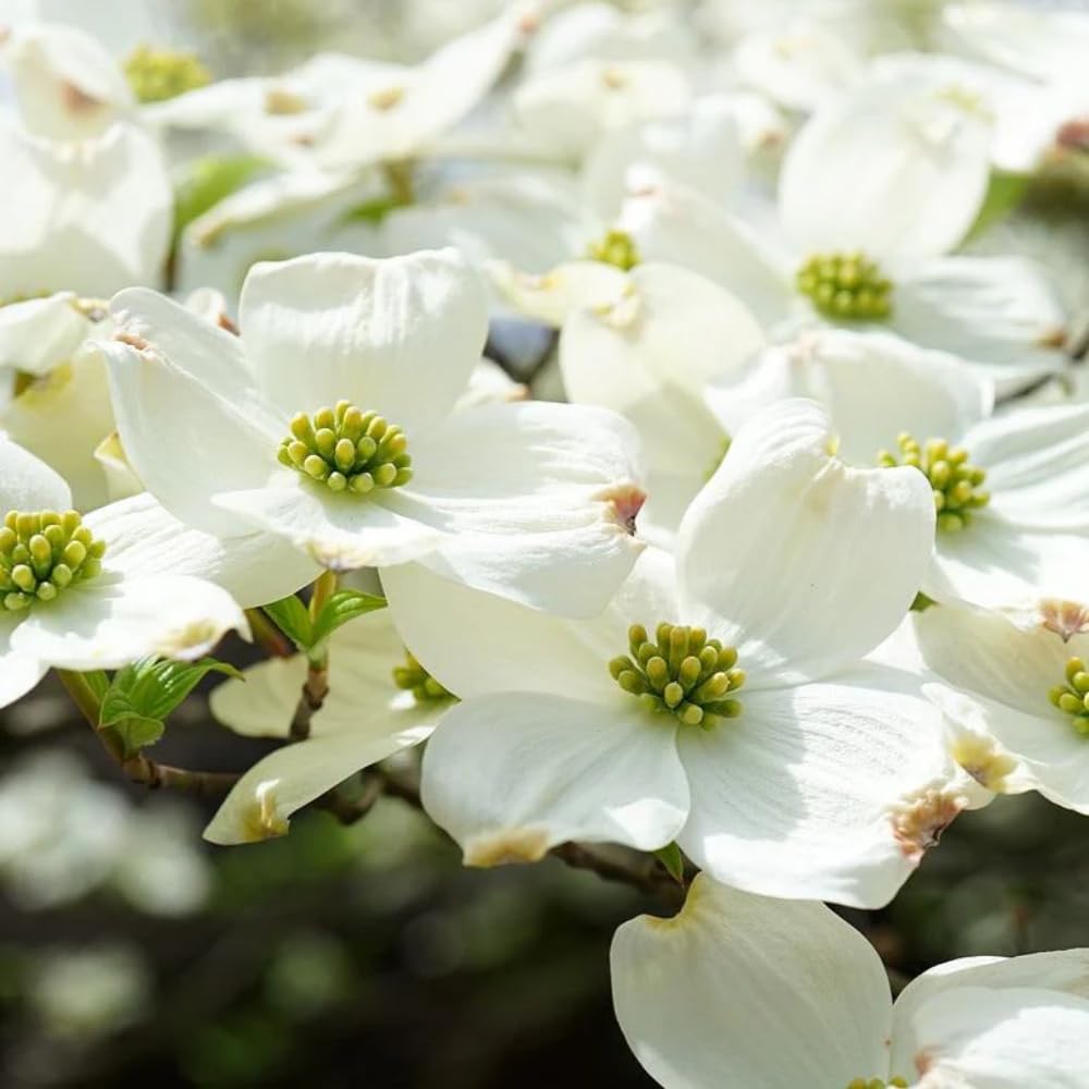White Dogwood Tree, 8-14 Inch Tall, Quart Pot, Flowering Ornamental Tree for Outdoor Planting and Landscaping