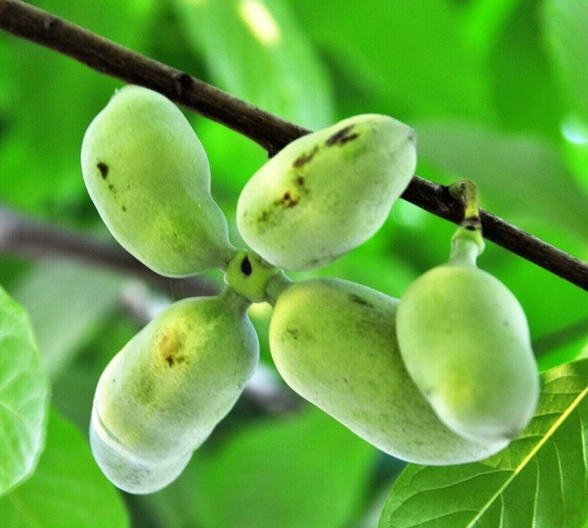 2 Paw Paw Trees - 6-12" Tall Live Plants - Rare Hardy Edible Fruit Seedlings - Asimina triloba - (2 Pack)