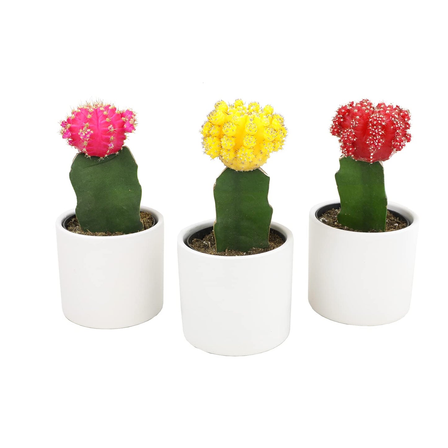 Grafted Cactus Plants Live in White Plant Pots (3 PK), Live Cactus Plant in Cactus Soil Potting Mix, Live Mini Cactus Succulents Plants Live Cacti, Cactus Pots with Live Succulents by Plants for Pets