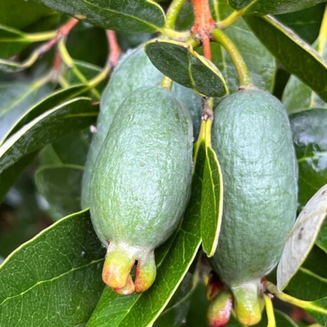 2 Pineapple Guava Trees Live Plants for Outdoor Planting, 4 to 6" Starter Plant, Fragrant and Sweet Guava