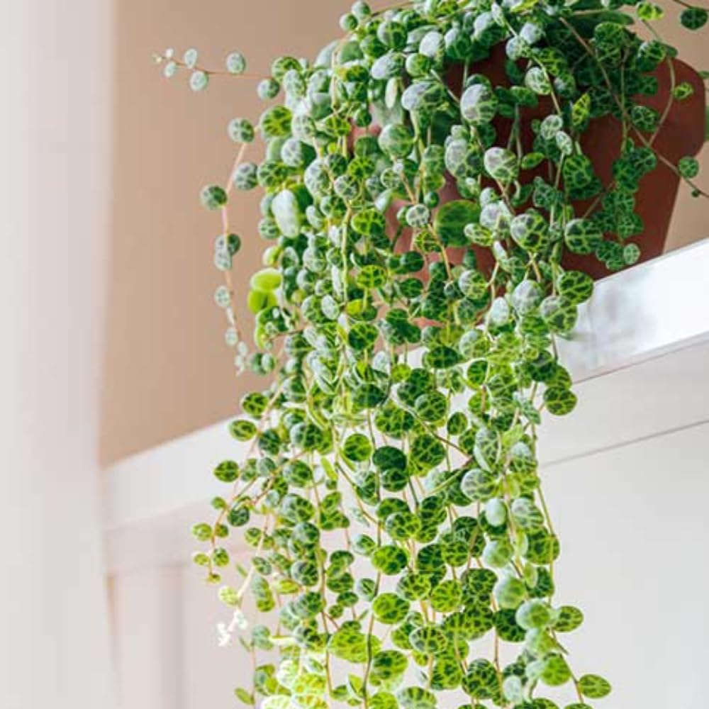 String of Turtles Plant Live in 3" Pot, Peperomia Trailing Houseplant, Green Leaves for Indoor Growing