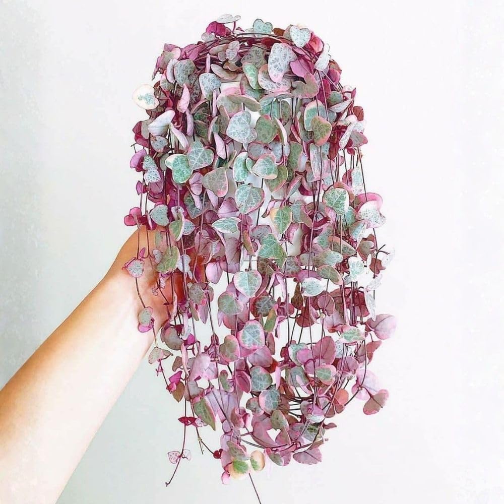 Variegated String of Heart Plant, 2" Pot, Ceropegia Woodii Variegata, Trailing Succulent Vine for Indoor Planting