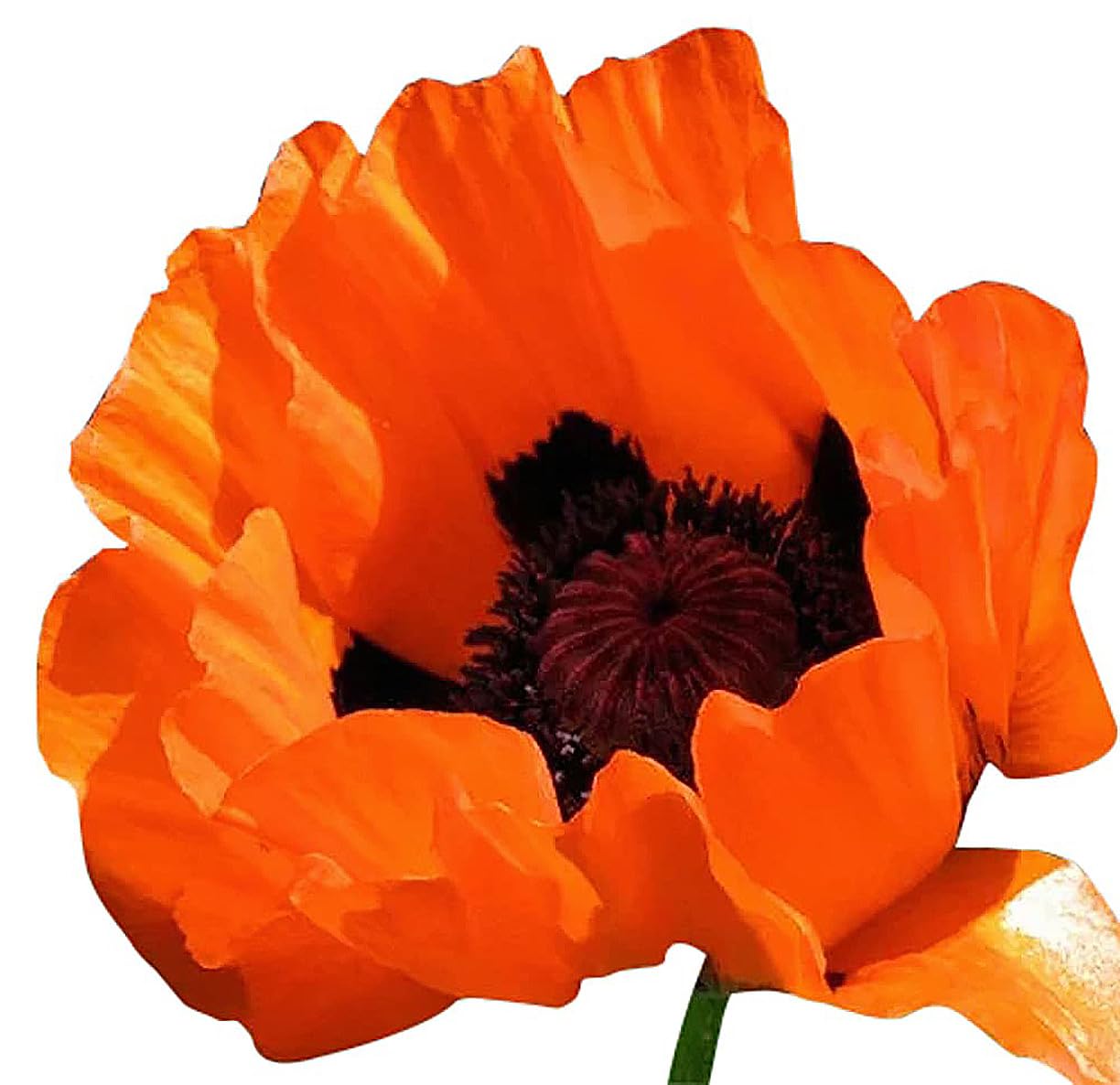 Prince of Orange Oriental Perennial Poppy Seeds - 2500 Seeds