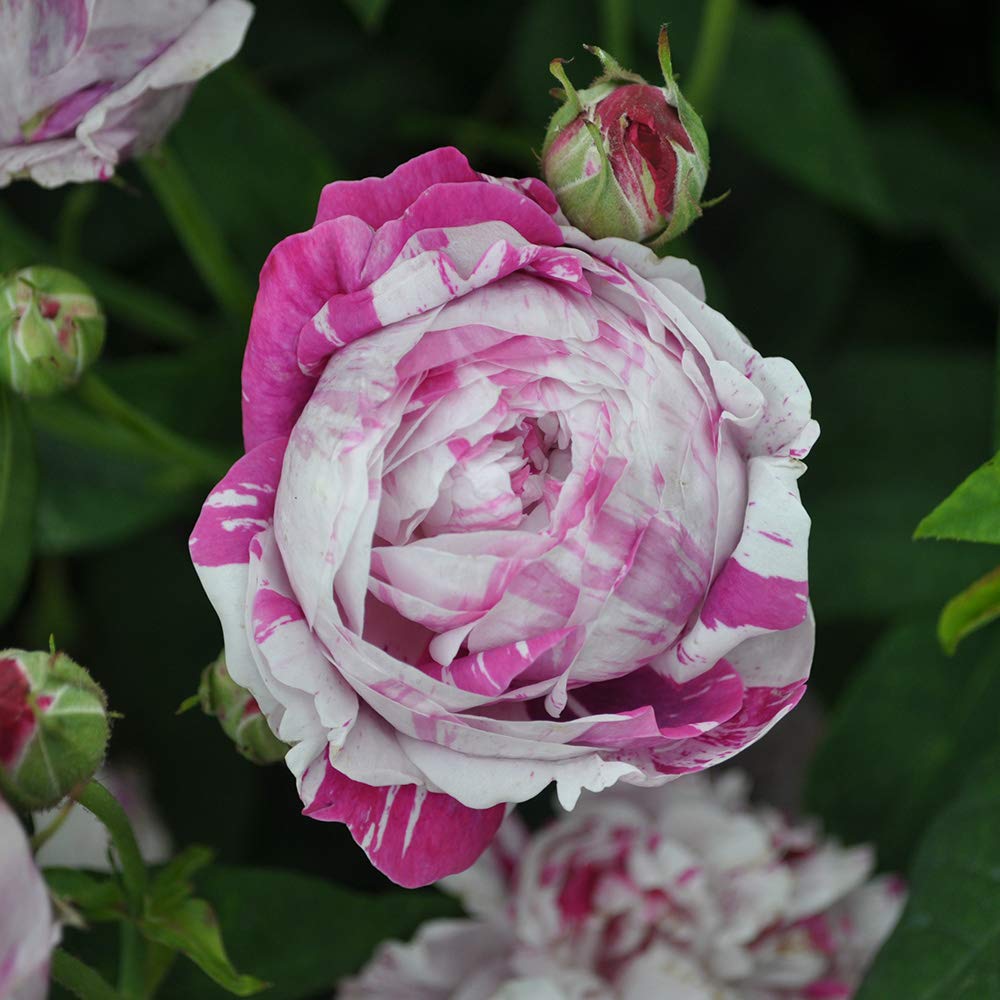 Heirloom Bourbon Roses, Live Own Root Plant for Outdoor Garden, Variegata di Bologna, Moderately Fragrant, Hardiness Zones: 5-9, Once Blooming
