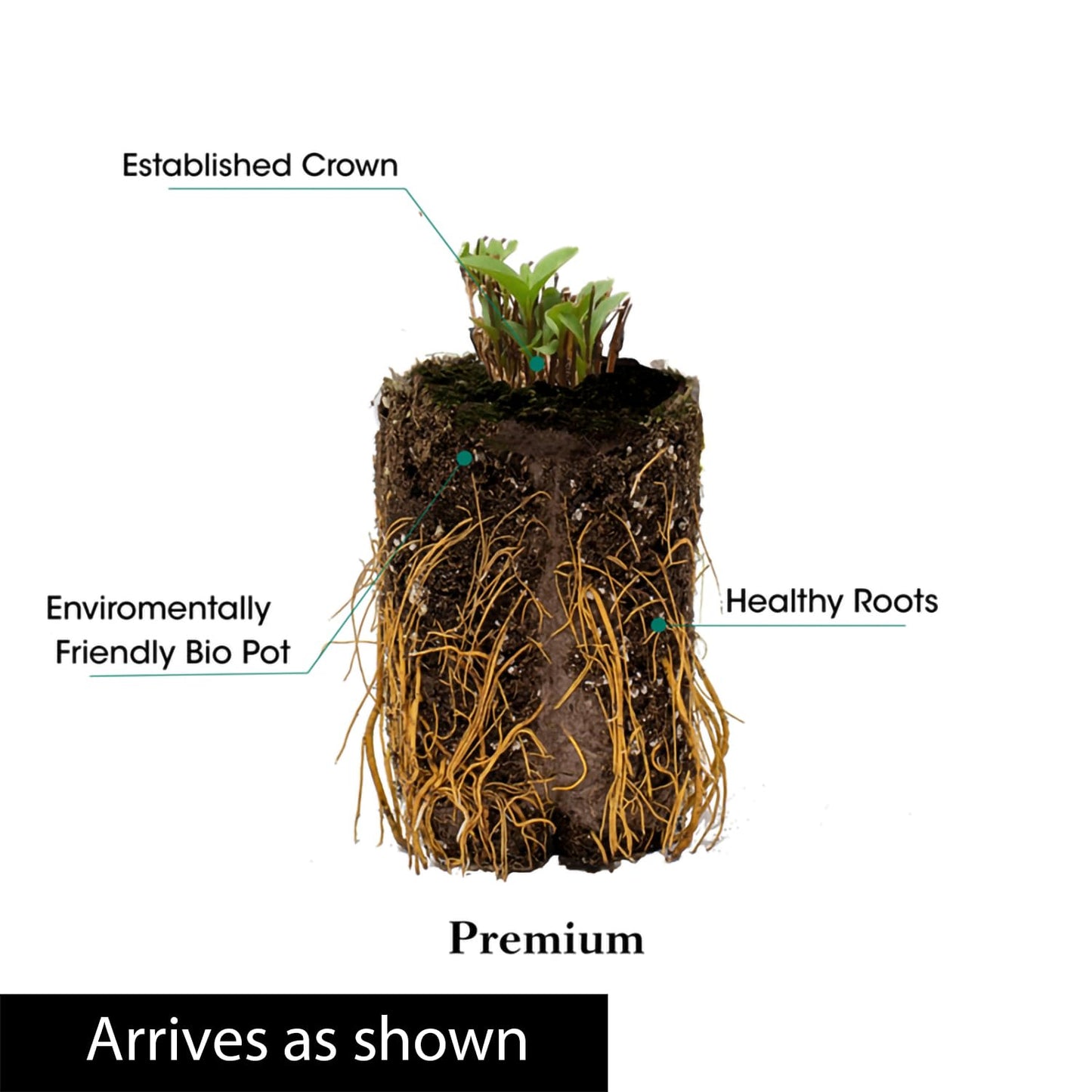 Direct Gardening Pachysandra Dormant Bare Root Shade Perennial Groundcover Starter Plant