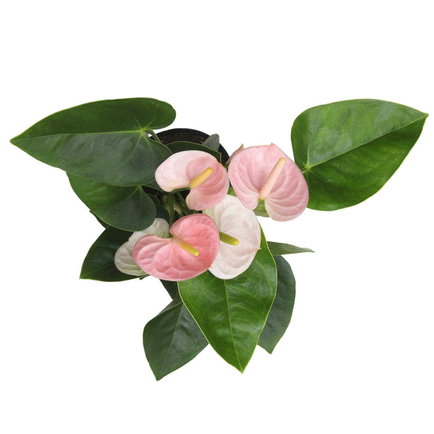 Pink Anthurium Live Plant (Approx. 13-16" Tall), Real Flowers/Unique House Plants in 4" Nursery Pot, Floral Office Plants, Air Purifying Plants & Cool Gifts for Plant Lovers by Plants for Pets