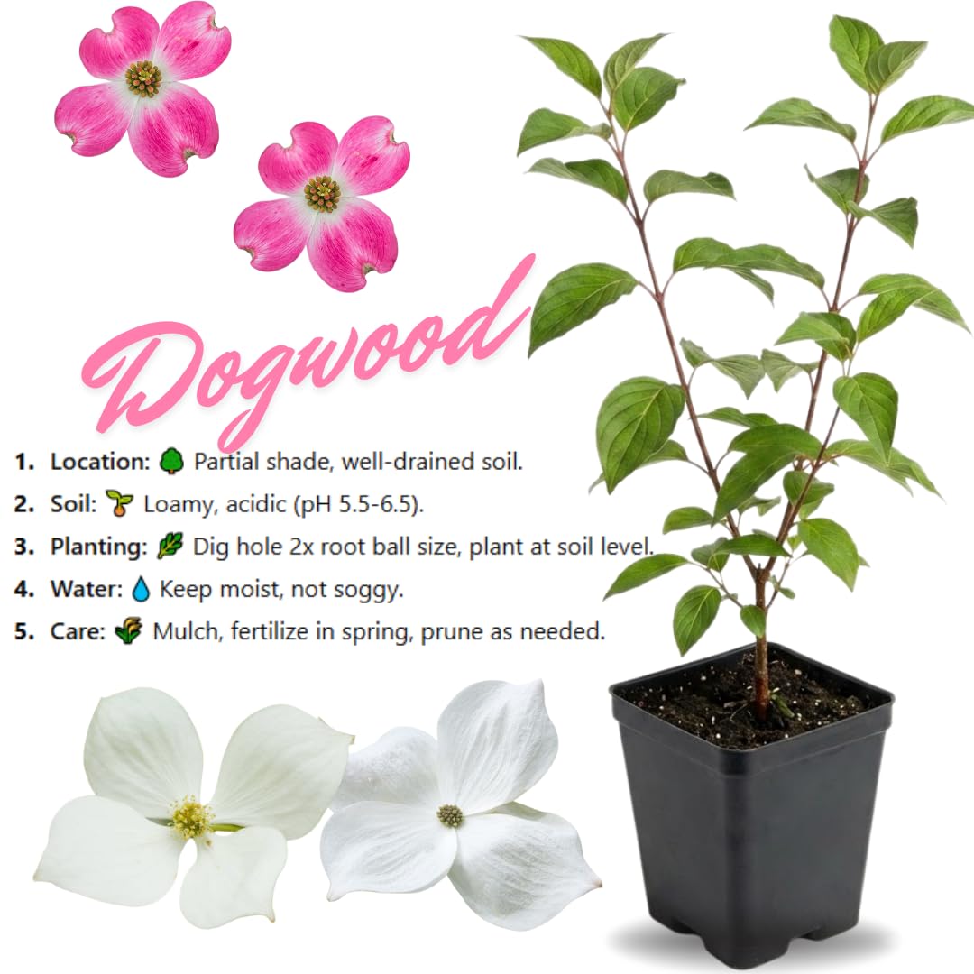 1 Year Old Kousa White Dogwood Trees Shrubs Bushes, 6-12 Inc Tall for Planting Outside, Flowering Dogwood Tree Plant Live for Outdoor Winter Planting