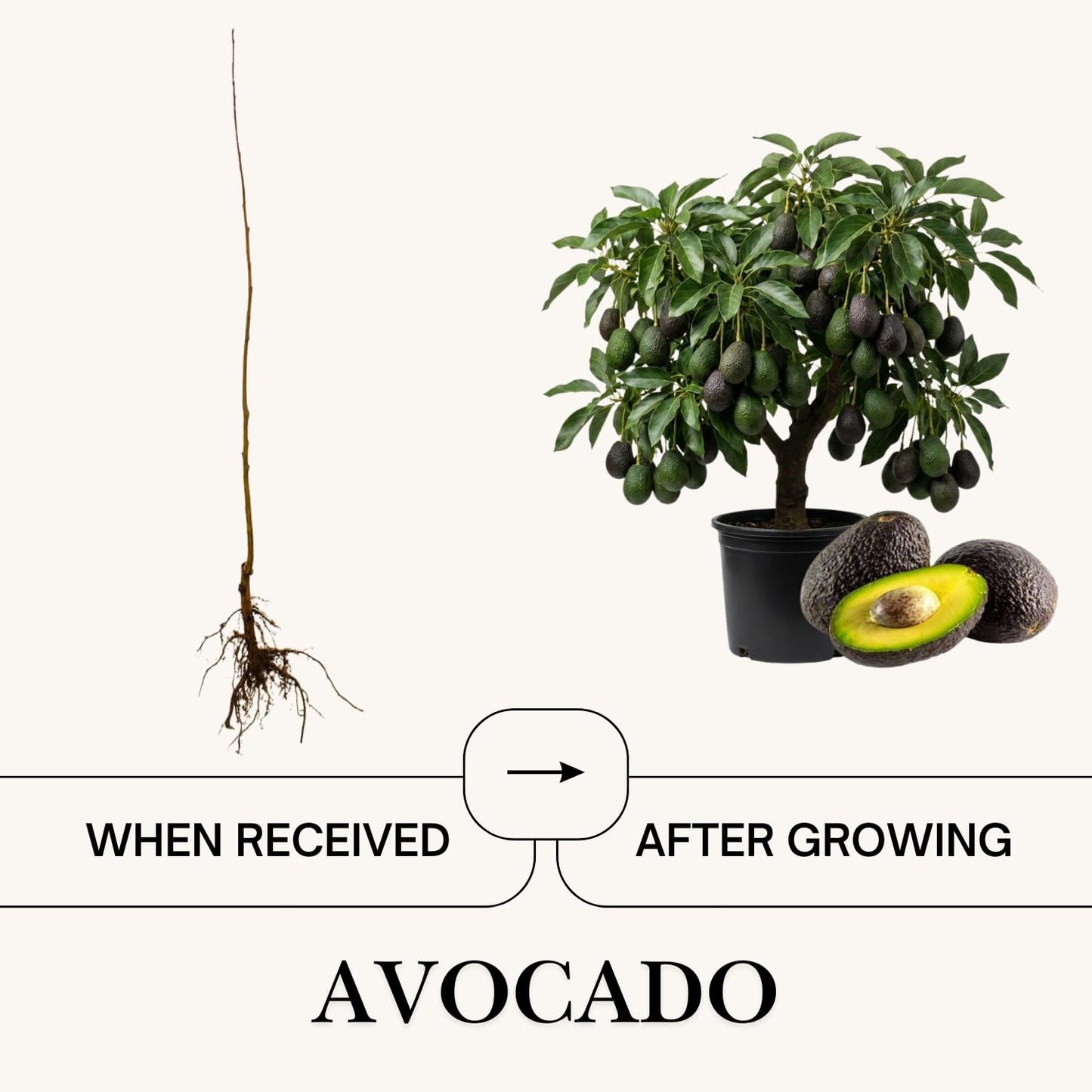 2 Years Old Avocado Tree Live Plant, 3-3.5 Ft Tall in 3 Gallon Pot, Cold Hardy, Ready to Bear Fruit, Outdoor Growing