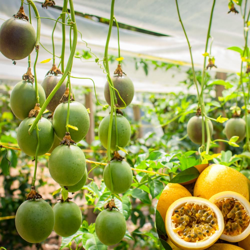 Passion Fruit Plant Live, Passion Fruit Tree Live Plant, 5 to 7 Inches Tall, Sweet Tropical Fruit Vine, Passionfruit Plants for Outdoor Garden (Yellow)