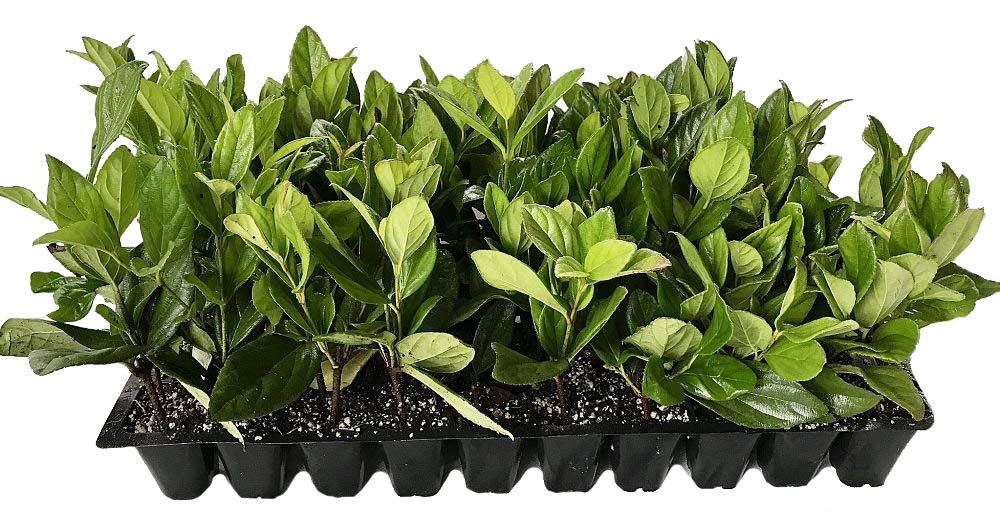 Viburnum Suspensum | 40 Live Plants | Viburnum Suspensum | Evergreen Shrub, Privacy Hedge, Fast-Growing Screen, Dense Foliage, Low Maintenance, Year-Round Interest, Landscape Plant