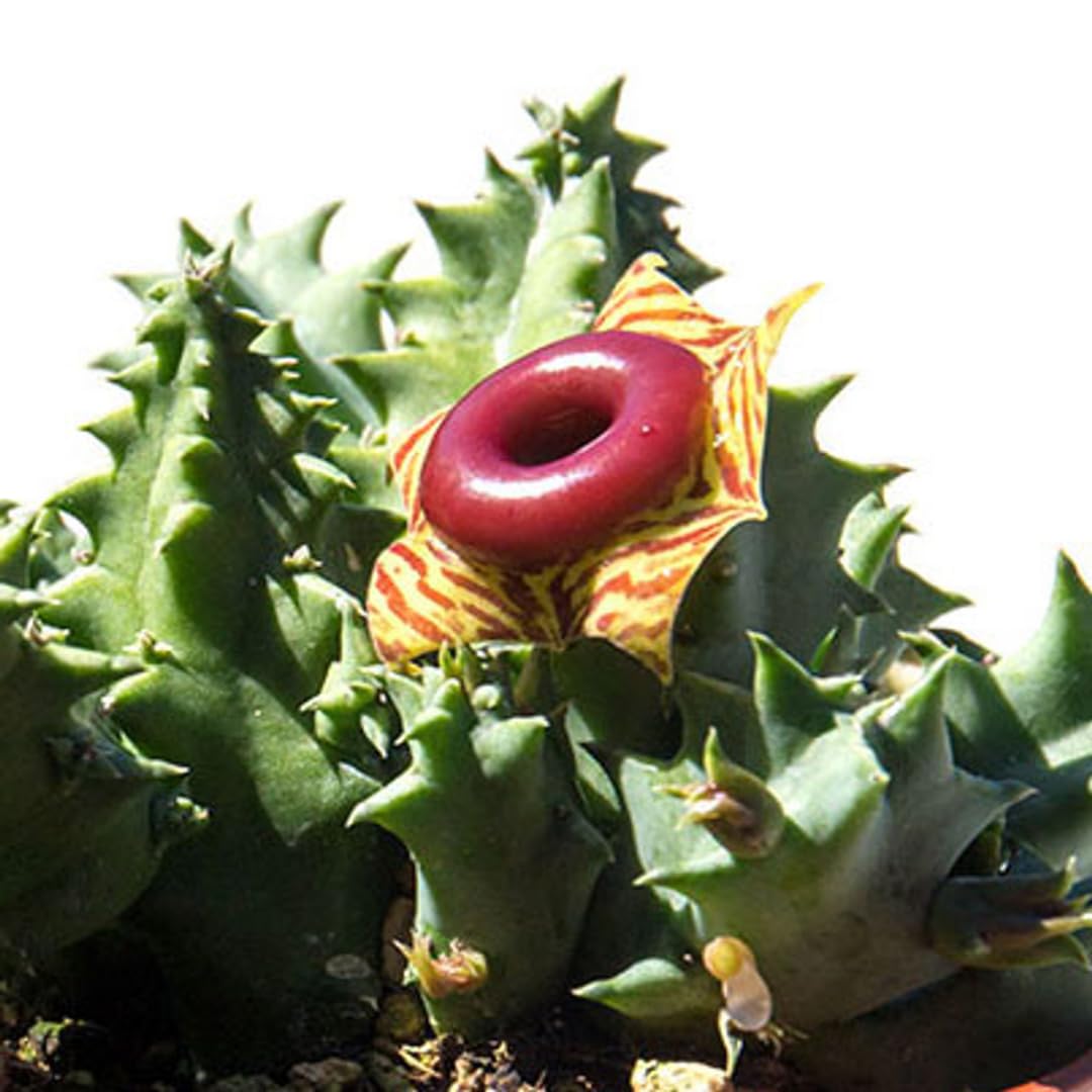 Lifesaver Zebrina Starfish Cactus Cactus Plant, Trailing Cactus Succulent Well Rooted in 2" Pot Ornamental Houseplant for Hanging Basket