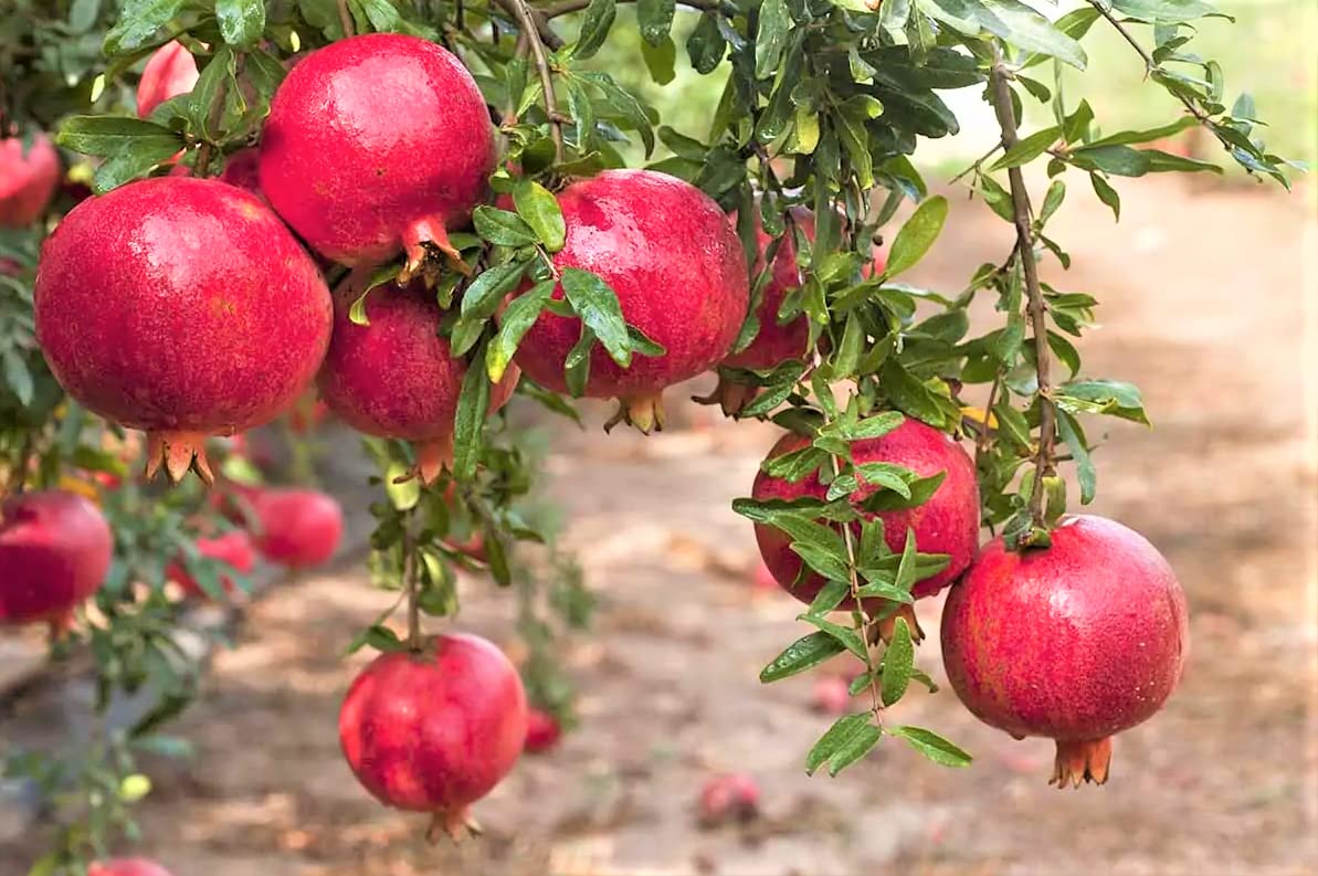 Large Sweet Fruit Pomegranate Tree Live Plant, Well Rooted, 6 to 8 Inc Tall, Delicious Large Sweet Fruit