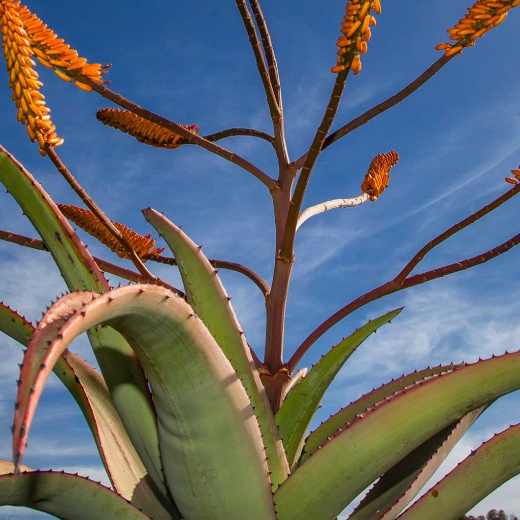 Palm Beach Medicinal Herbs - Fond of Stones Aloe (Aloe petricola) - Packet of 10 Seeds