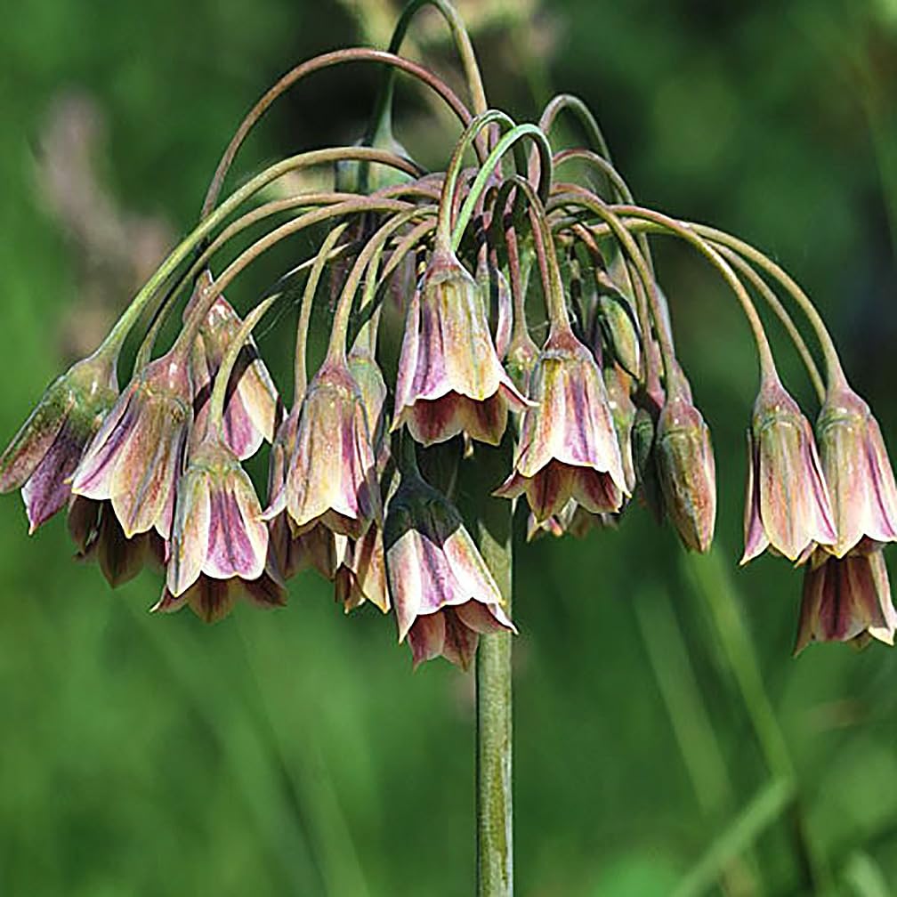 Sicilian Honey Lily Bulb - 1 Bulb - Beautiful Flower!