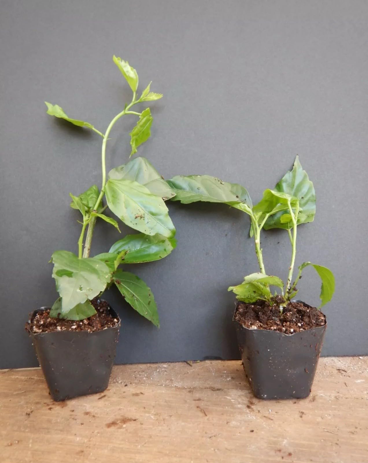 Live Plant - Kona Hibiscus-Small Rooted Starter Plant-Hibiscus Rosa-sinensis