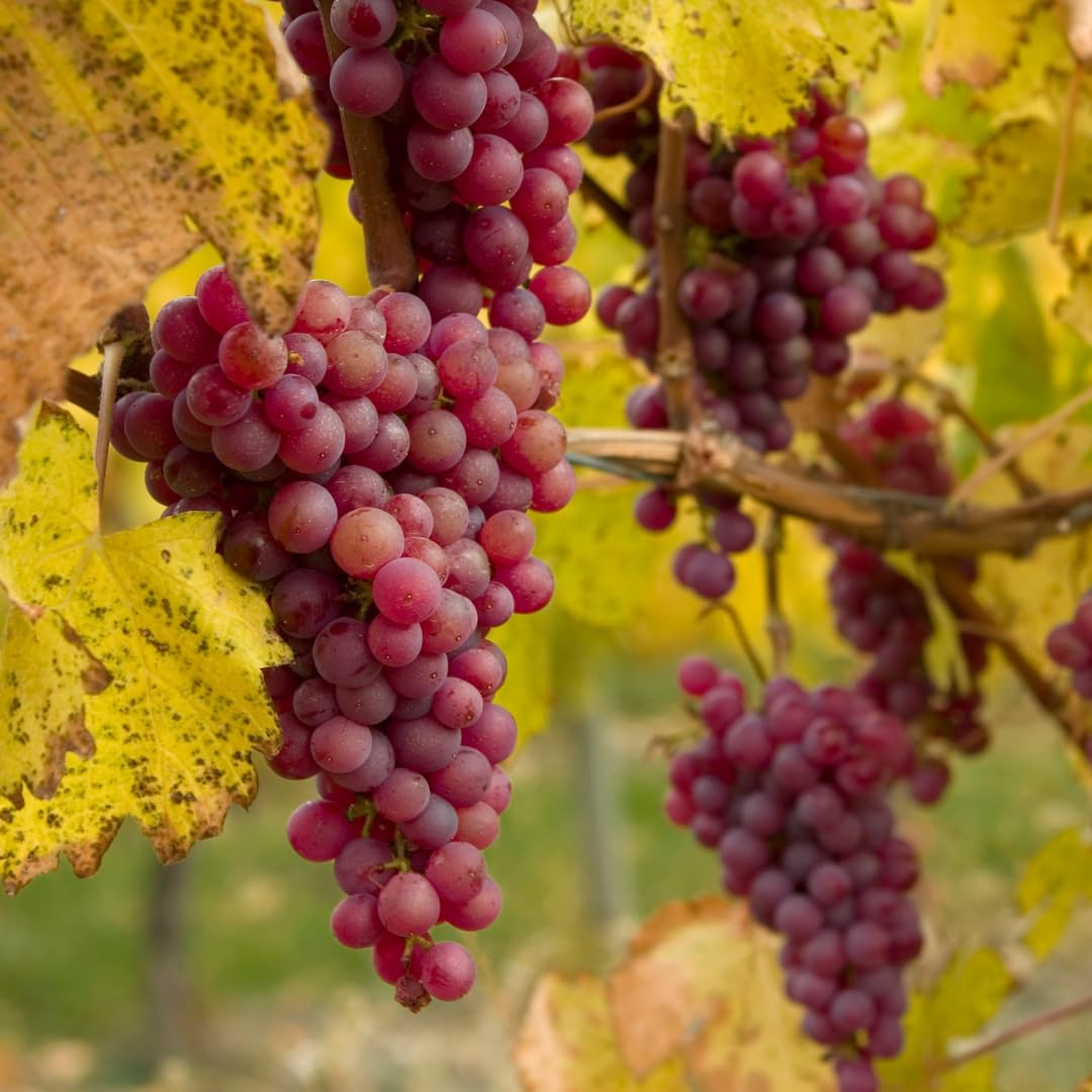 Red Seedless Grape Vines Trees Live Plants, Well-Rooted 1 to 2 Years Old Trim 5-9" in Tall, Grapes Plant Live for Outdoor Planting, Zones 3-9