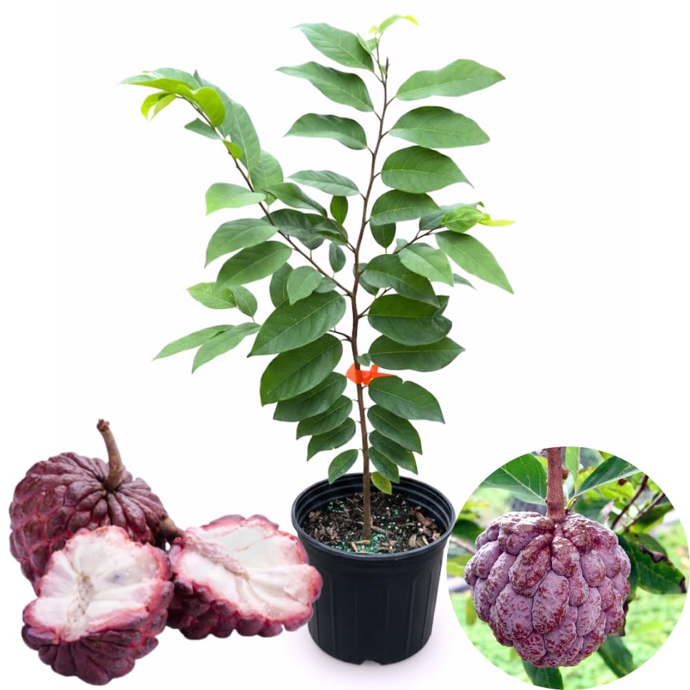 Red Sugar Apple Plant Live for Planting 2-3 Feet Tall, 3 Gallon Pot, Annona Squamosa Sugar Apple Tree Live Plant, No Ship to CA