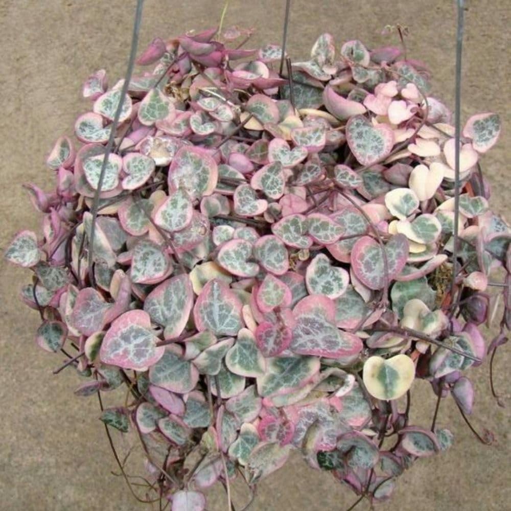 Variegated String of Heart Plant, 2" Pot, Ceropegia Woodii Variegata, Trailing Succulent Vine for Indoor Planting