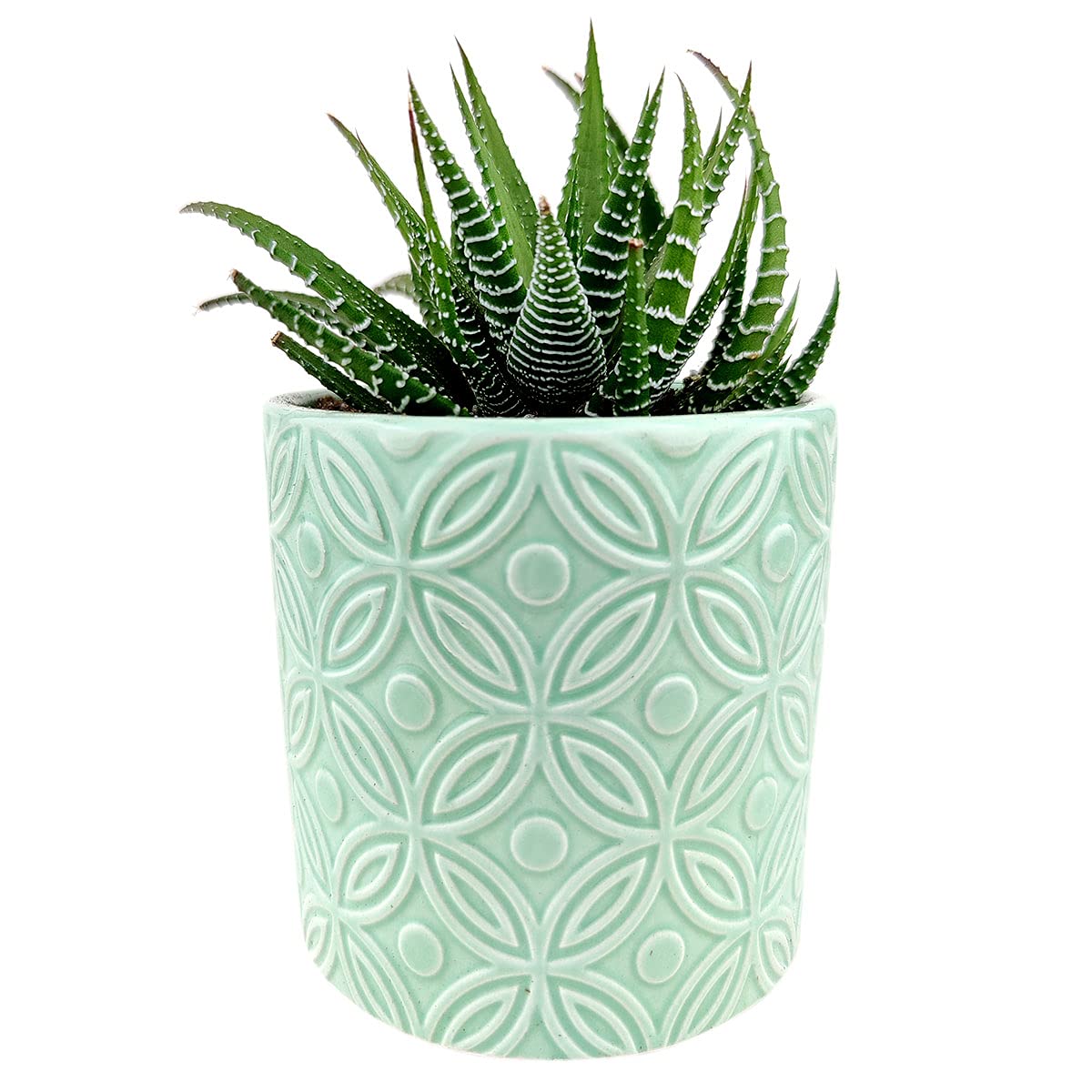Haworthia Zebra Spiky Succulent Plant with Care Guide - Best Indoor Plants - Easy to Grow Succulents - Gift Ideas for Plant Lover - Low Light Succulents (4 inch)