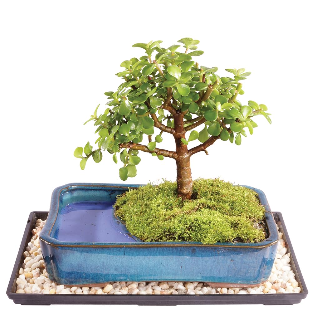 Brussel's Bonsai Live Dwarf Jade Bonsai Tree, Indoor - Medium, 4 Years Old, 8 to 12 Inches Tall - Decorative Water Bonsai Pot with Bonsai Tray