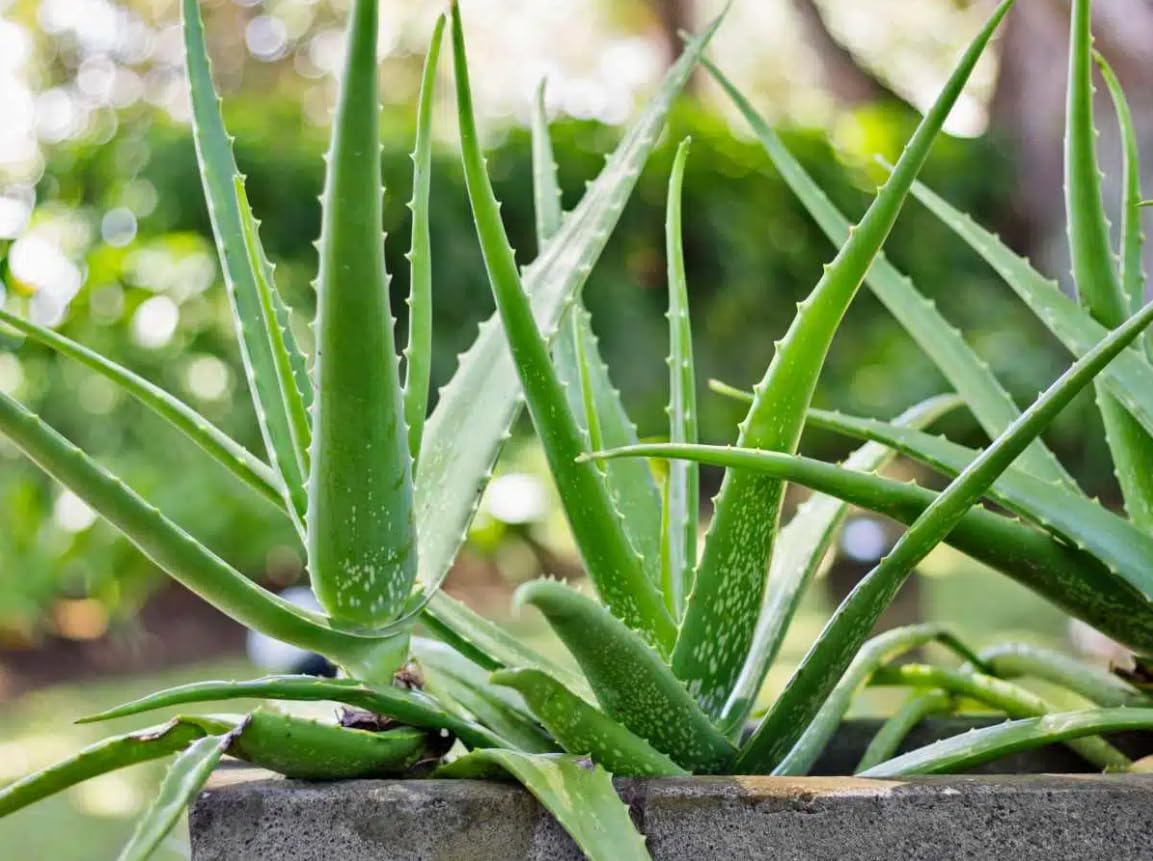 Aloe Vera | Live Plant for Indoor & Outdoor | for Living Room, Office, Bathroom | (6" Pot)