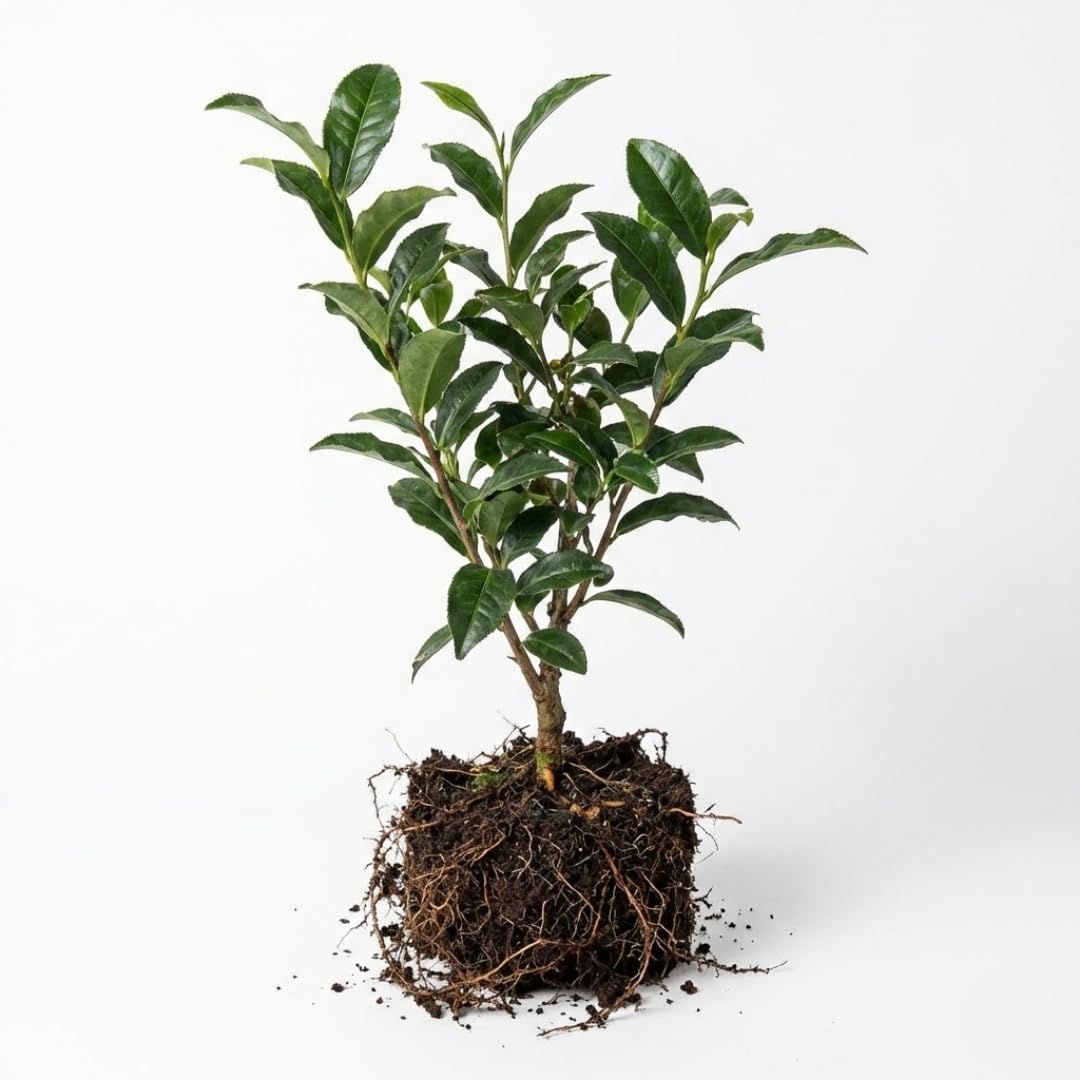 Camellia Sinensis Plant Live | Camellia Tree Live | Green Tea Plant 4 Inch Tall | Evergreen Shrub with Glossy Foliage for Patio Displays, Garden Design & Ornamental Planting