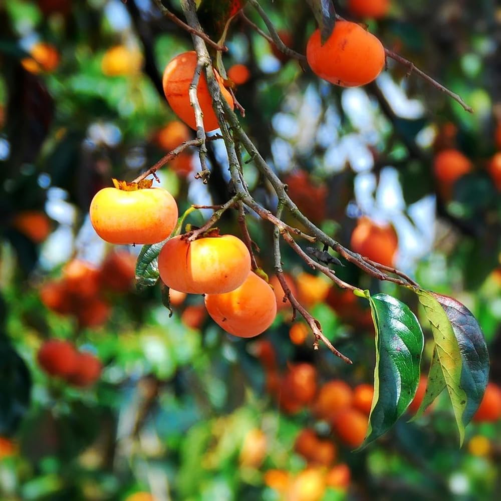Mixrug 30+ Organic Fuyu Persimmon Seeds for Planting Outdoors,Diospyros Seeds Non-GMO Heirloom,Cold Hardy Fruit Tree Seed High Germination for Home Outdoor Garden