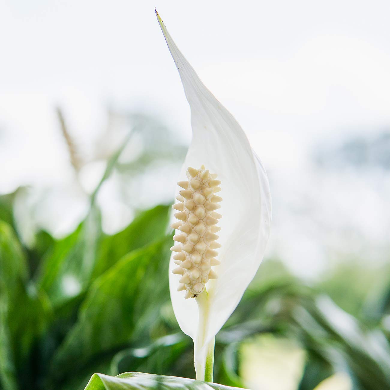 PERFECT PLANTS Peace Lily | Spathiphyllum | 15in. Tall | Easy Care Houseplant | Perfect for Moderate to Bright Light Conditions, 6 in. Grower's Pot, | Air Purifying
