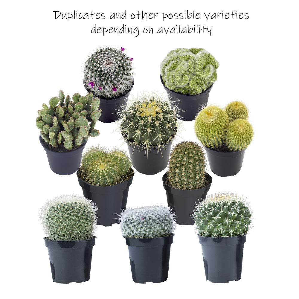 Assorted Cactus Collection 2.5" 12 pack