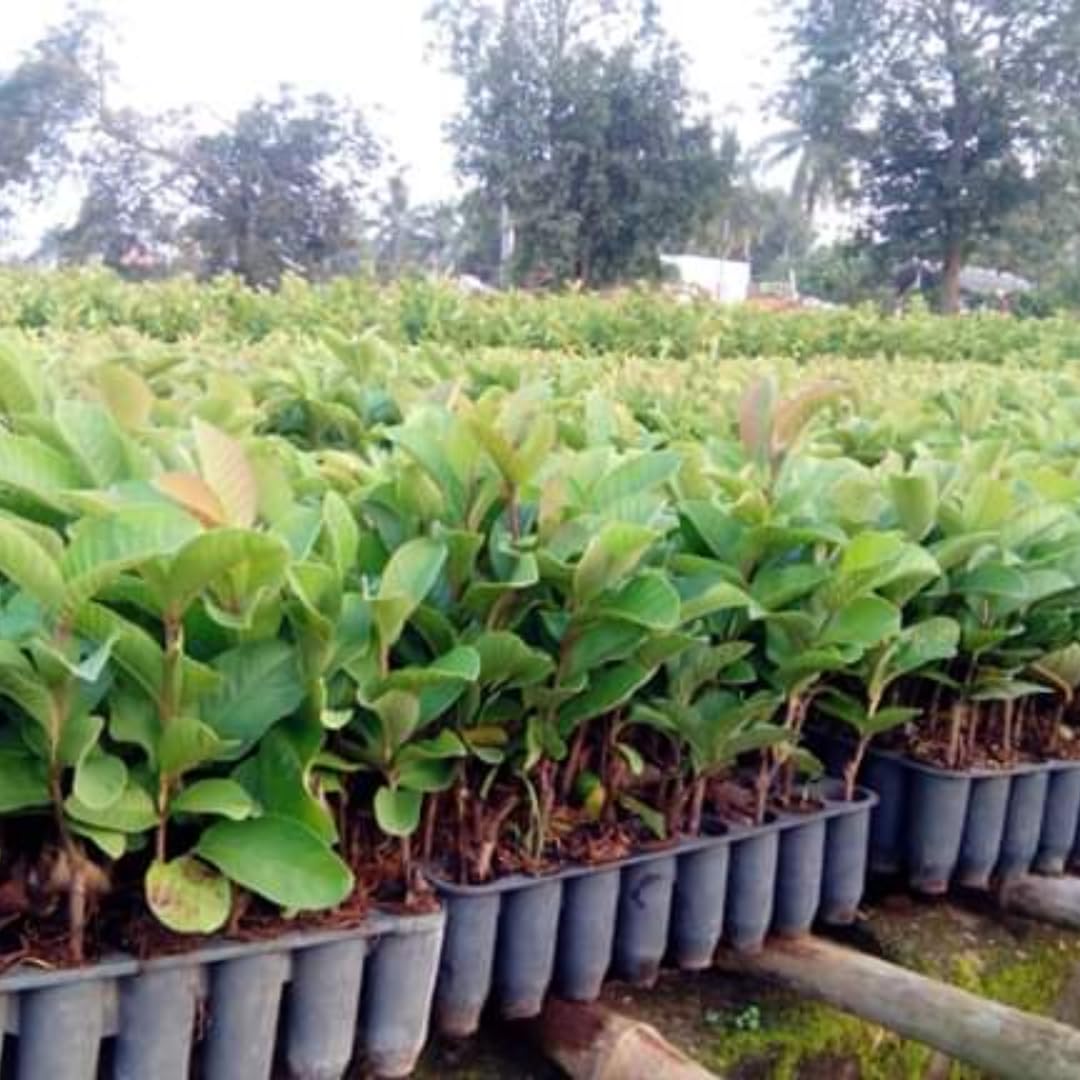Pink Guava Tree Live Plant, 3 to 6 Inc Tall, Well Rooted, 6 Months Old Guava Tree, Fragrant Guava for Planting, Cold Hardy