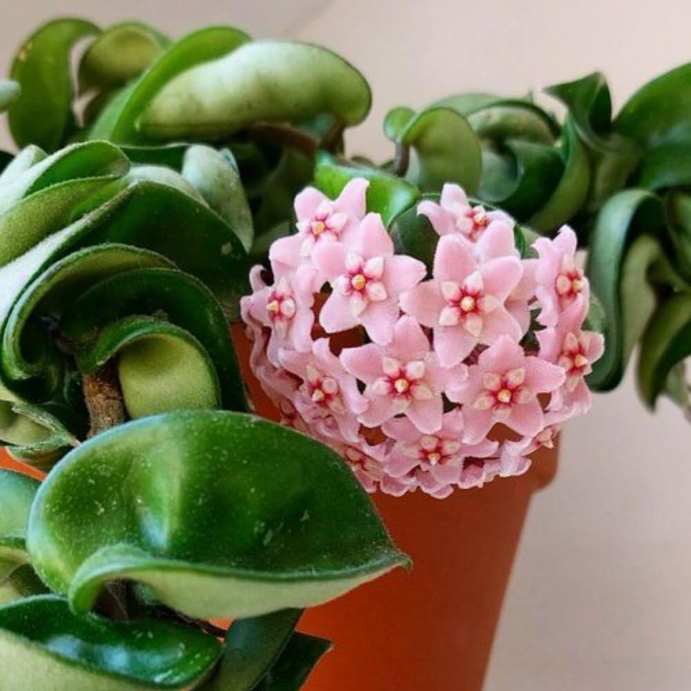 Hoya Rope Plant, 4 Inch Pot, Hoya Plants Live Houseplants Indoor Outdoor, Perennial Vine Plants