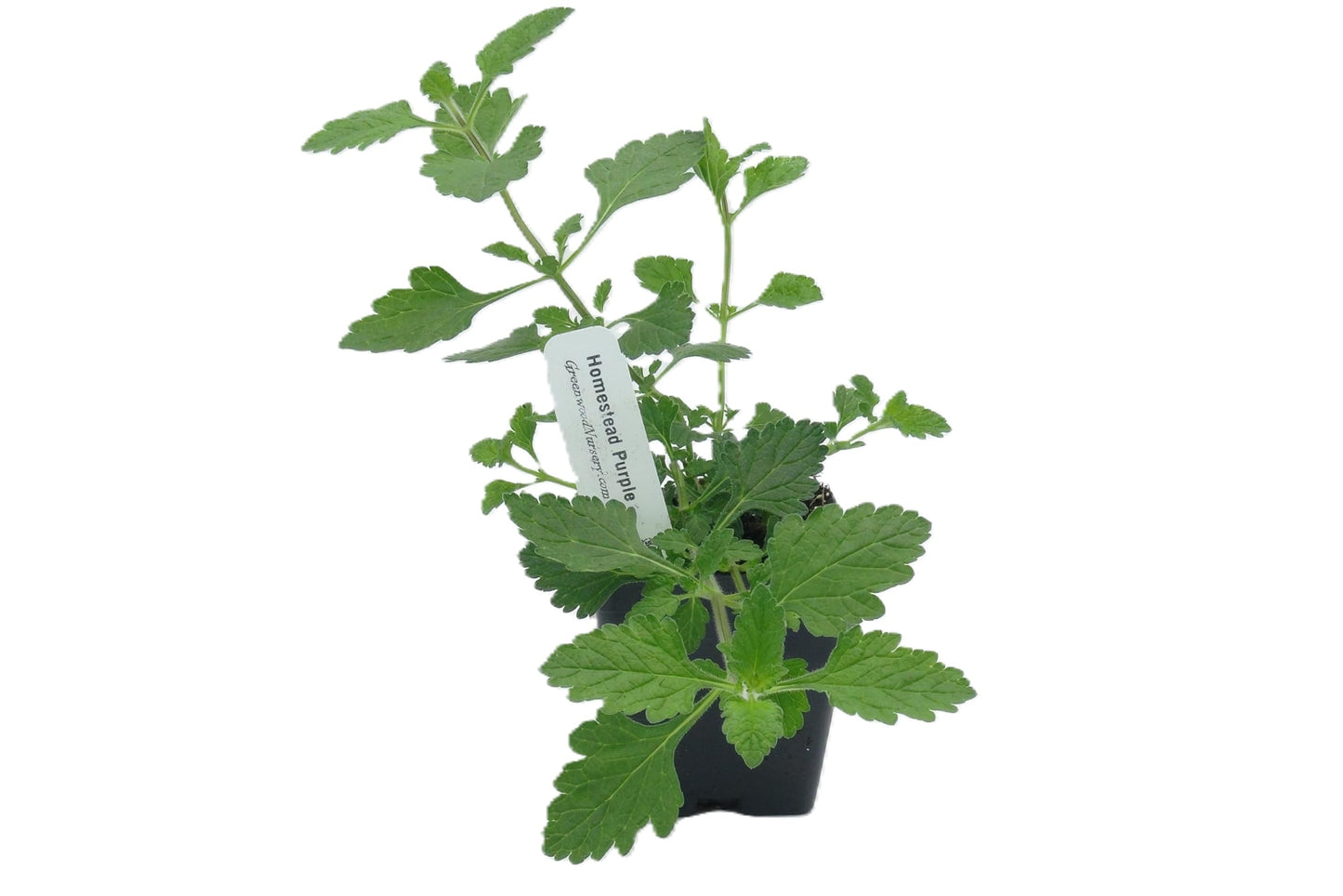 Greenwood Nursery: Live Perennial Plants - 'Homestead Purple' + Verbena Canadensis - [Qty: 2X Pint Pots] - (Click for Other Available Plants/Quantities)
