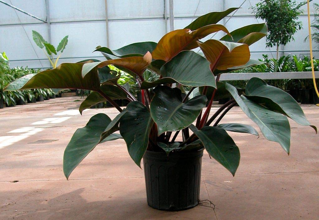 Philodendron Congo Rojo - Live Plant in an 10 Inch Growers Pot - Philodendron ‘Rojo Congo’ - Beautiful Indoor Outdoor Air Purifying Houseplant