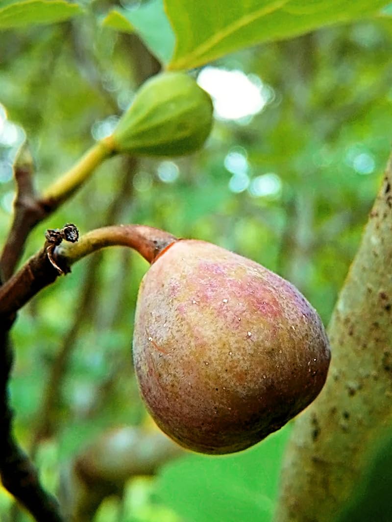 Live Celeste Fig Tree (5-9") - Ficus carica Sugar Fig - Cold Hardy Zones 6-10 - Sweetest Fruit Variety - Pest Resistant Closed Eye - Fast Growing Container or Garden Patio Plant - Self Pollinating