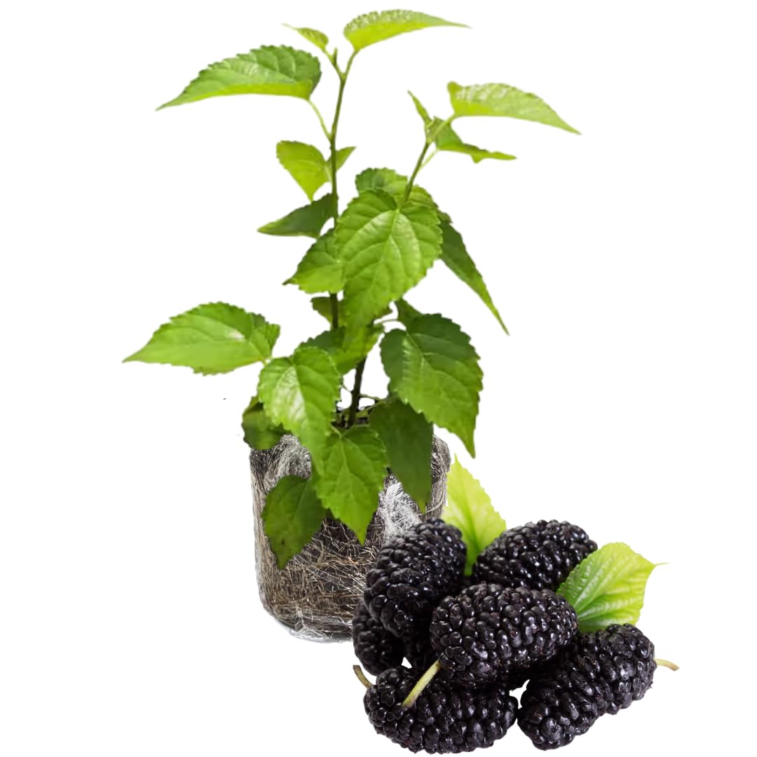 Mulberry Tree Live Plant 5 to 8 Inch Height, Everbearing Mulberry Bush Live Plant to Grow, Mulberry Plant Live (Dwarf Mulberry)