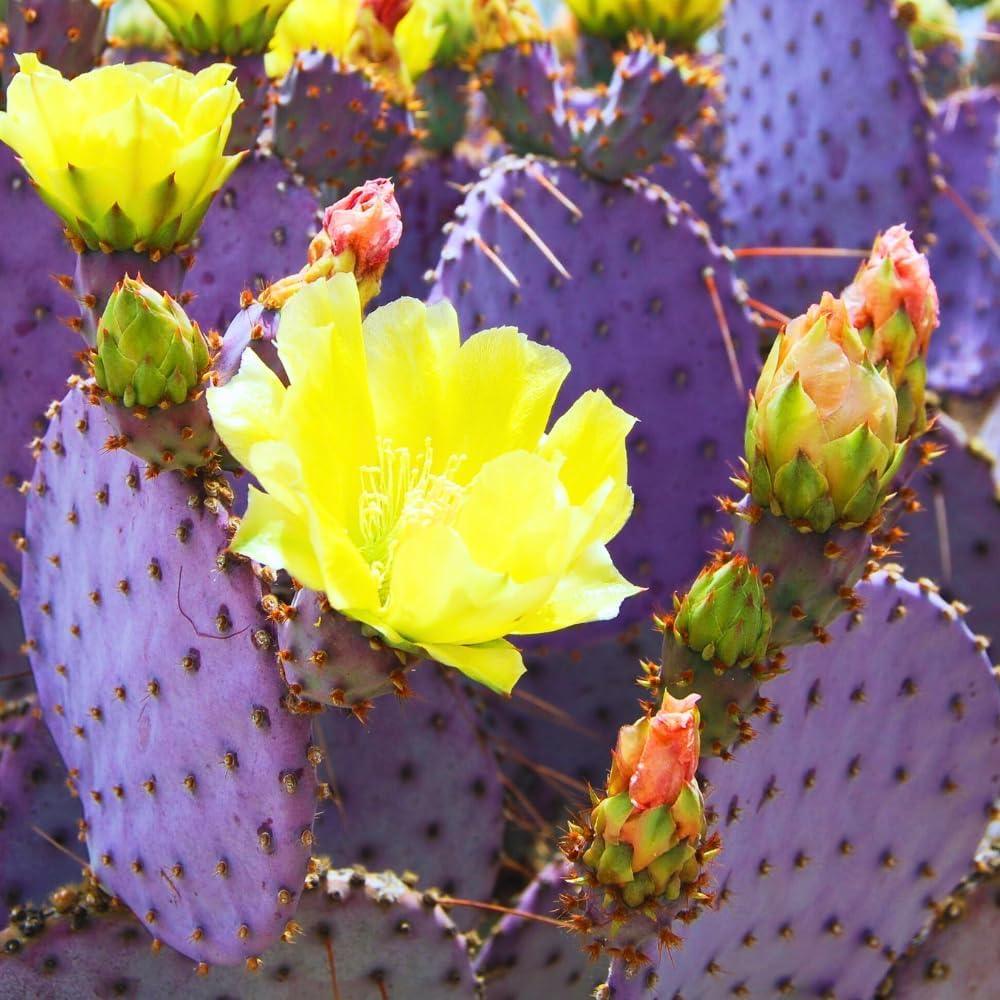 Purple Prickly Pear Cactus Plant Live Potted, 3-5 Inch Tall, Prickly Cactus Live Plant Indoor Outdoor