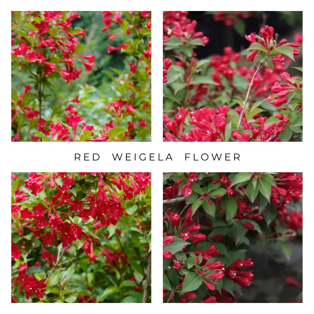Red Weigela Live Plant Blooming Shrub, 1-2 Ft Hardy Dormant Perennial Flowering Bush for Garden Borders