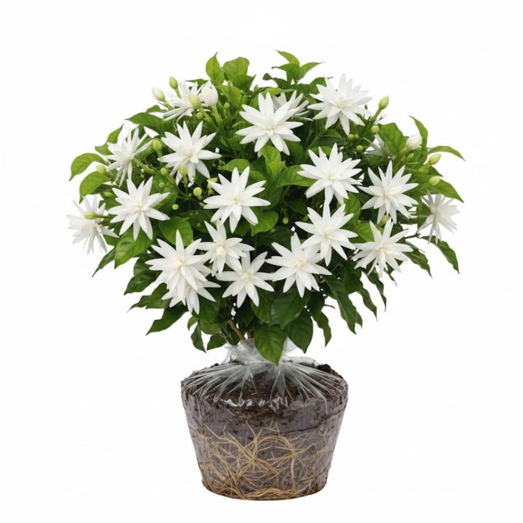 2 Jasmine Plants Live, Jasmine Flower Plant Indoors Outdoors, Climbing Vine Plant, 5 to 8 Inc Tall