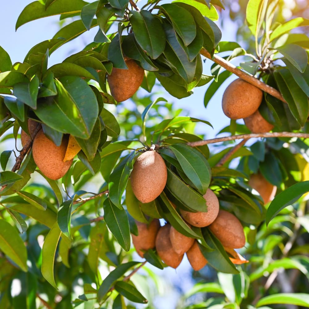 5Pcs Sapote Seeds for Planting, Tropical Sapodilla Seeds to Grow
