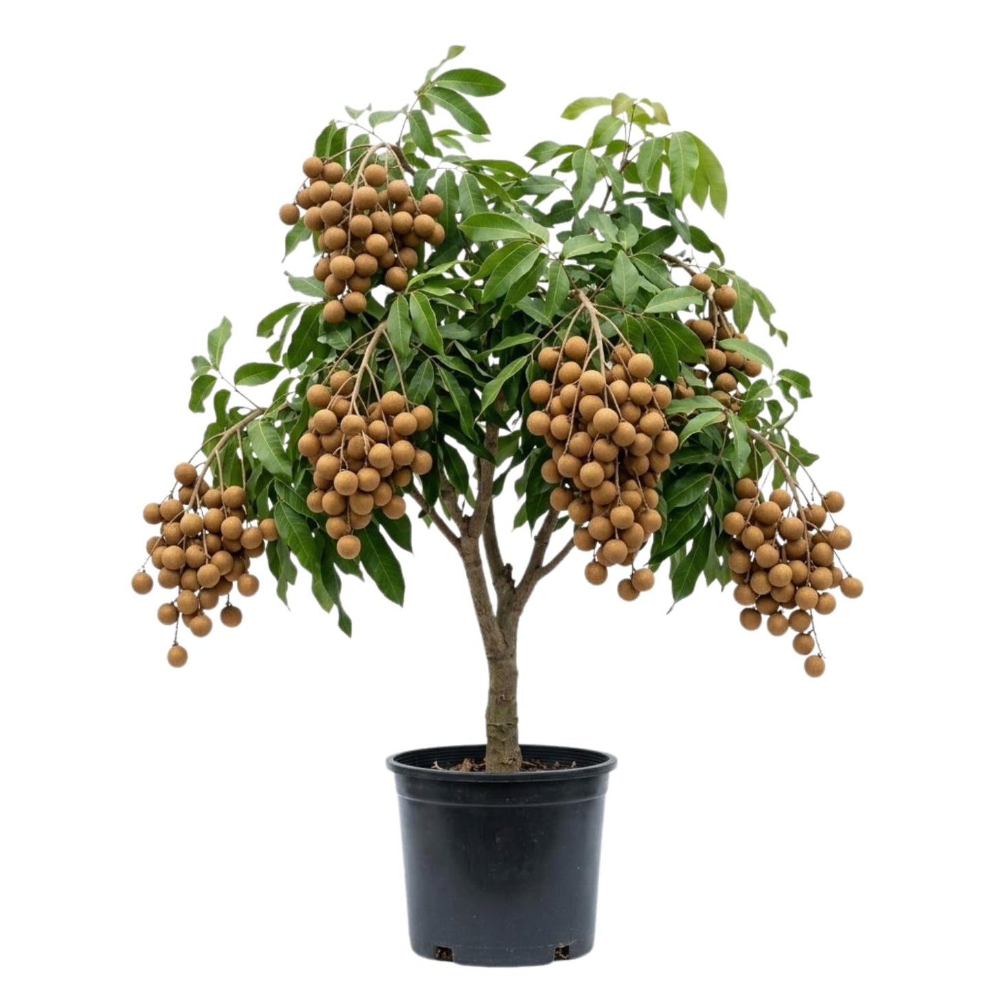 Longan Fruit Tree Live Plant, Tropical Fruit Plant Ready to Plant, 3-4 Ft Tall in 3 Gallon Pot, No Shipping to CA