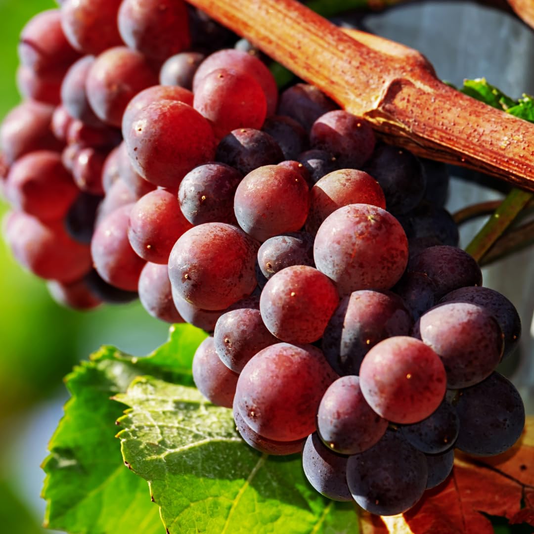 Red Seedless Grape Vines Trees Live Plants, Well-Rooted 1 to 2 Years Old Trim 5-9" in Tall, Grapes Plant Live for Outdoor Planting, Zones 3-9
