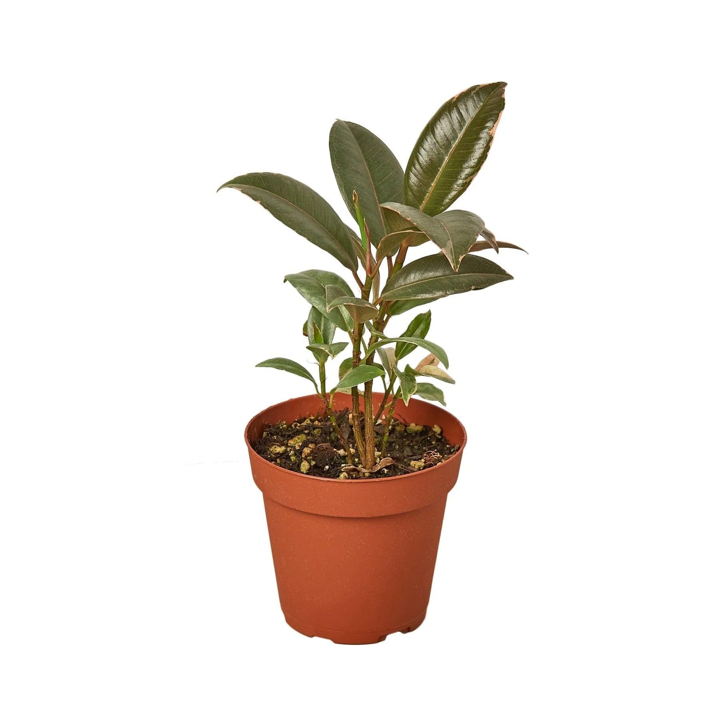 2 Pack Ficus Elastica 'Tineke' in 6in Pot - Live Plants Tropical Houseplants | Variegated | USA Growers | The Snobby Leaf