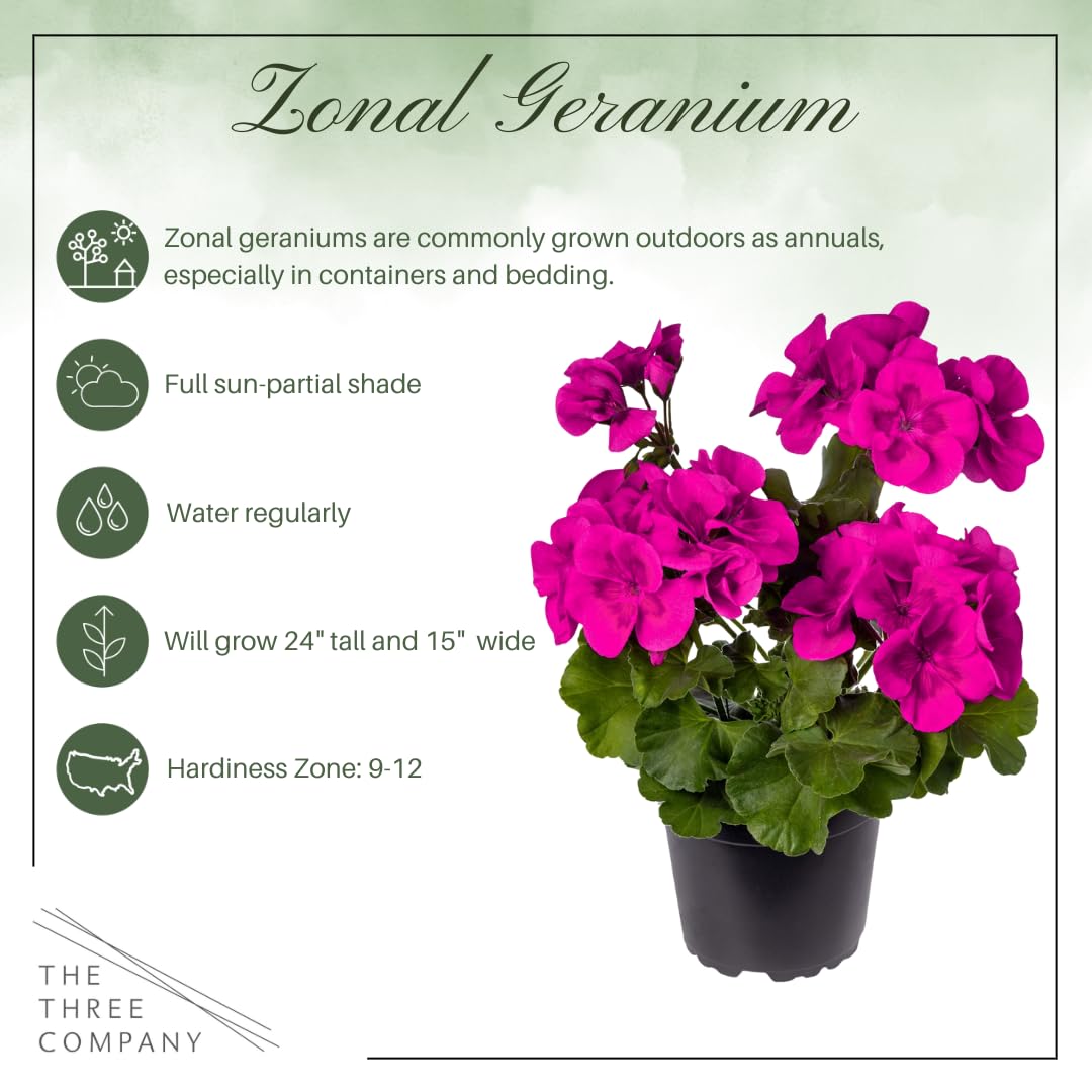 Live Flowering Zonal Geraniums - Purple (3 Plants Per Pack) - Beautiful Spring Flowers - 12" Tall by 5" Wide in 1 Qt Pot