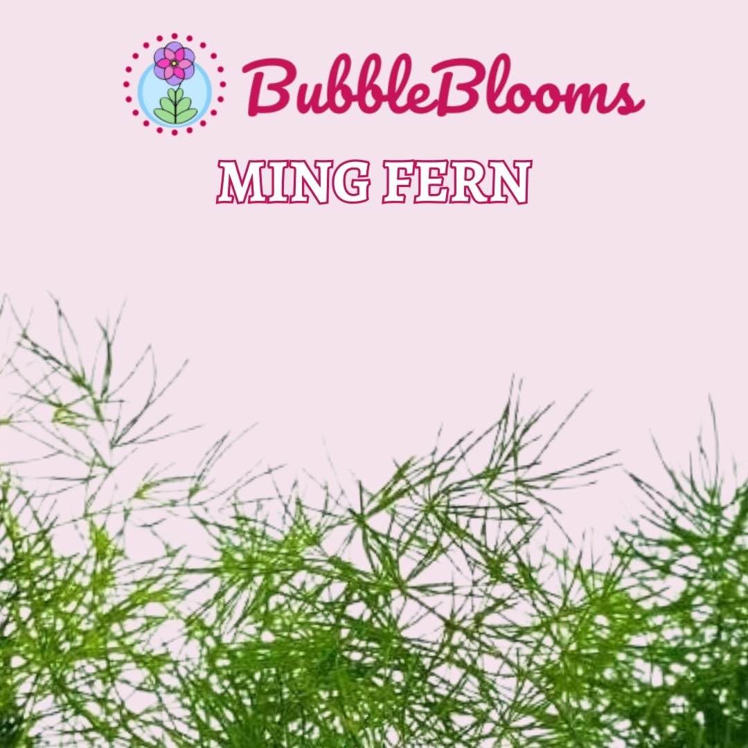 BubbleBlooms Ming Fern Asparagus retrofractus, 2 inch Set of 3, Tiny Mini Pixie Plant