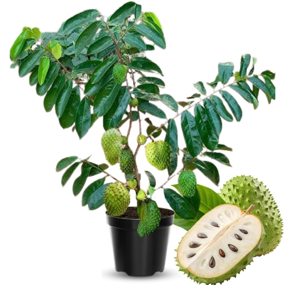 Ready to Bear Fruit Soursop Tree Live Plant in 1 Gallon Pot, 2-3 Years Old, 2-3 Feet Sweet Annona Muricata Guanabana for Outdoor Planting, No CA, Soursop Trees Grafted Tropical Fruit