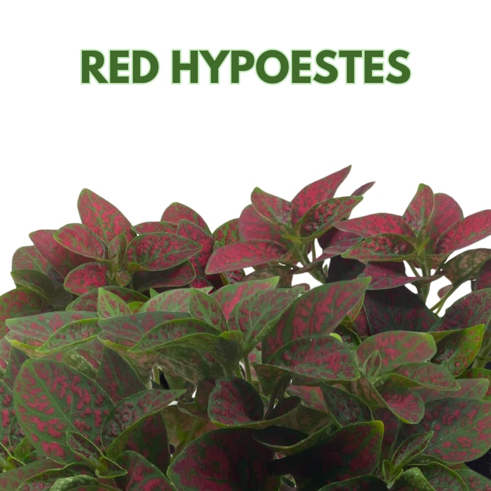 BubbleBlooms Red Hypoestes Phyllostachya in a 4 inch Pot Polka Dot Flamingo Plant
