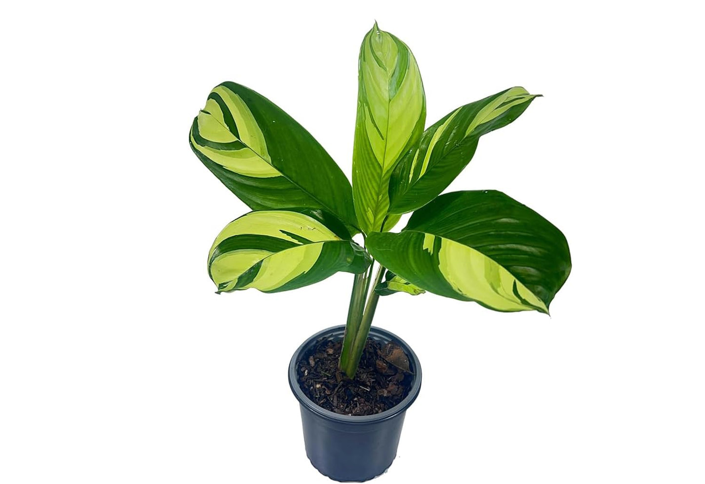 LEAL PLANTS ECUADOR Calathea Golden Variegated - Fascinating Leaf Movement, Easy Care Tropical Houseplant, Air-Purifying, Ideal for Home & Office Decor, Unique Living Plant Gift
