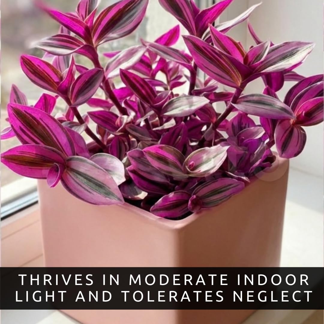 Pink Pony Club Wandering Jew Cuttings for Growing (2 Pack) – Vibrant Pink & Purple Variegated Houseplant – Easy to Grow Indoor Trailing Plant, Tradescantia (2Cuttings)