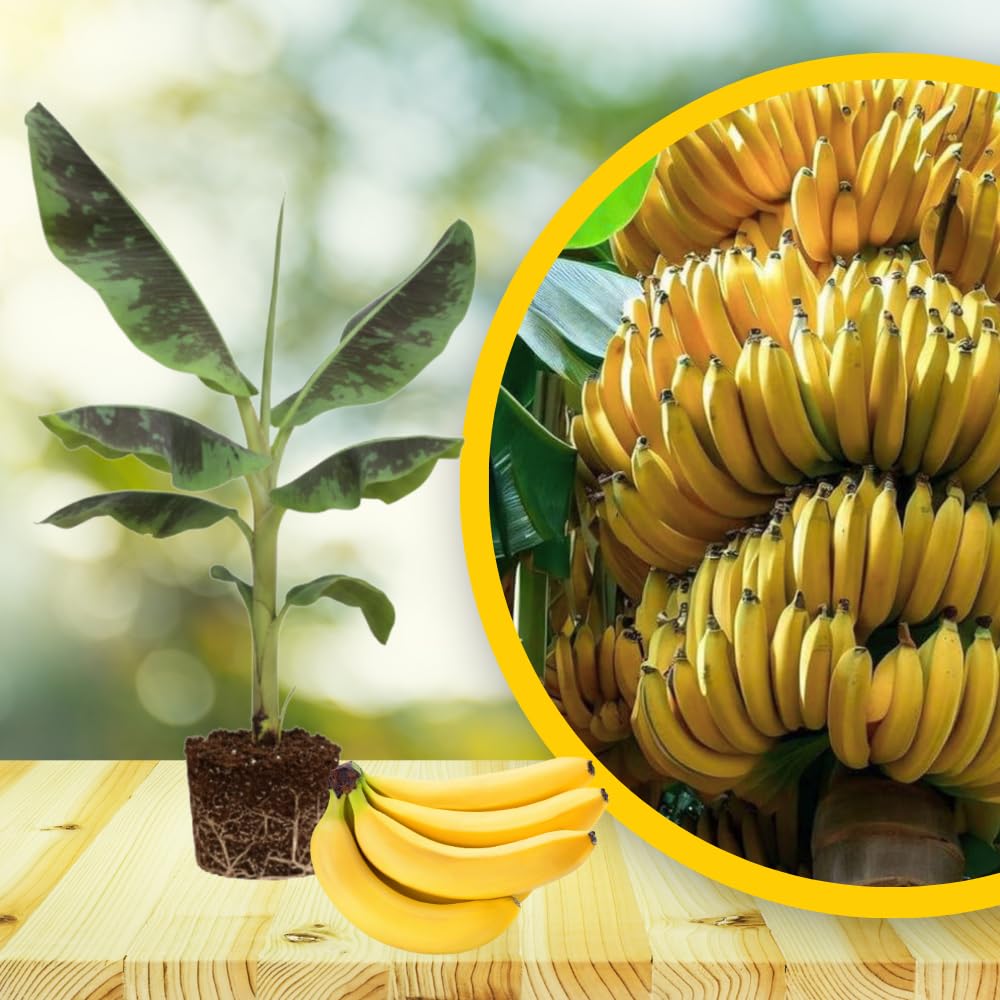 Live Banana Plant, Sweet Fruit Banana Tree, Tropical Plant, Well-Rooted, 4-7 Inches Tall, Ready for Planting (Grand Nain Banana)